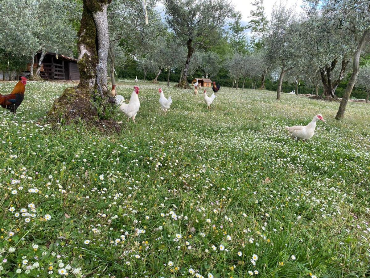 Agriturismo L'Ulivo بادولا المظهر الخارجي الصورة